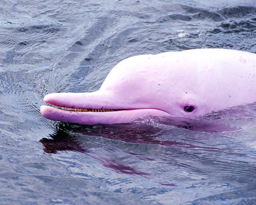 pink-river-dolphin
