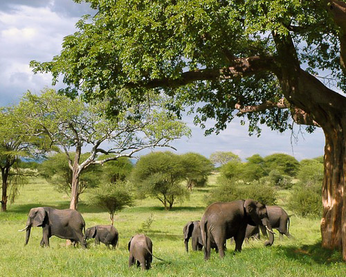 elephant Africa