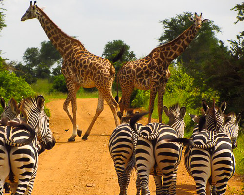zebras tanzania